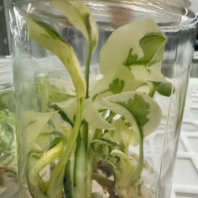 PlantHero