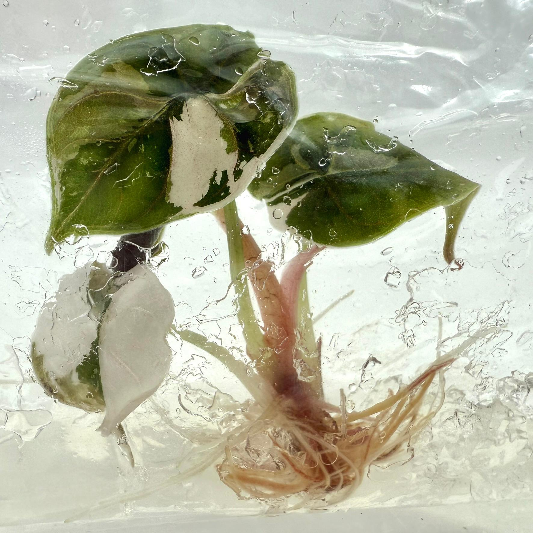 PlantHero