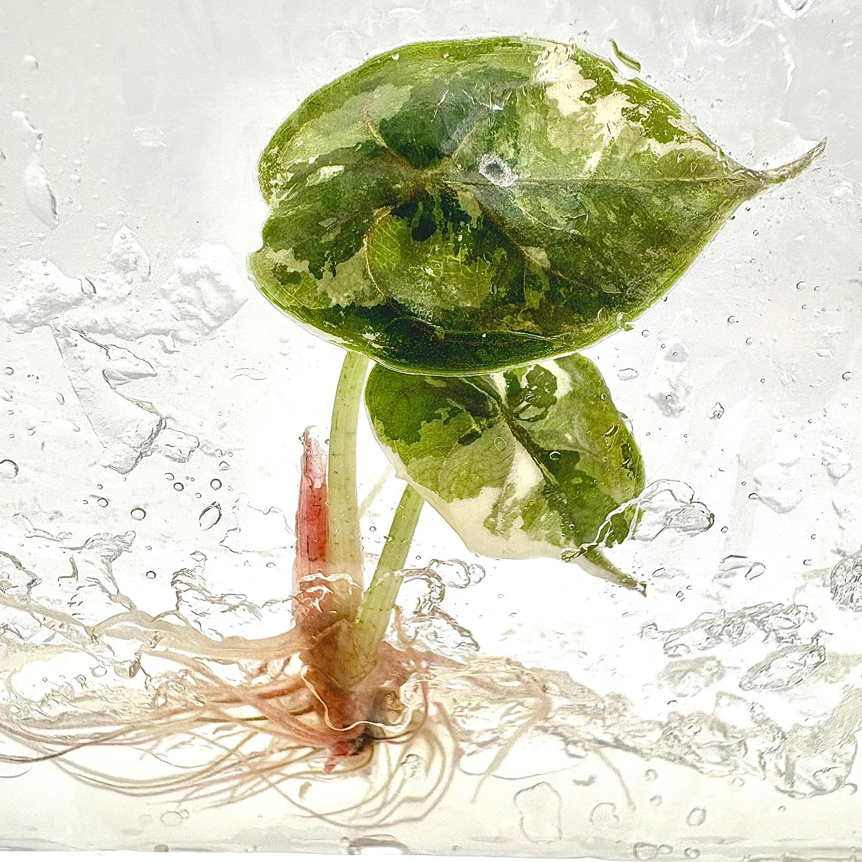 PlantHero
