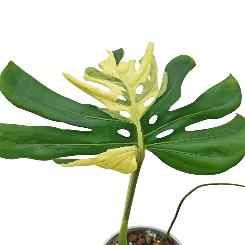 Monstera Masterpiece MC
