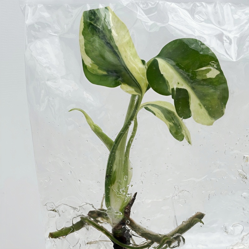 PlantHero