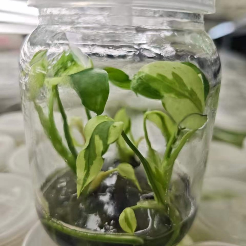 PlantHero
