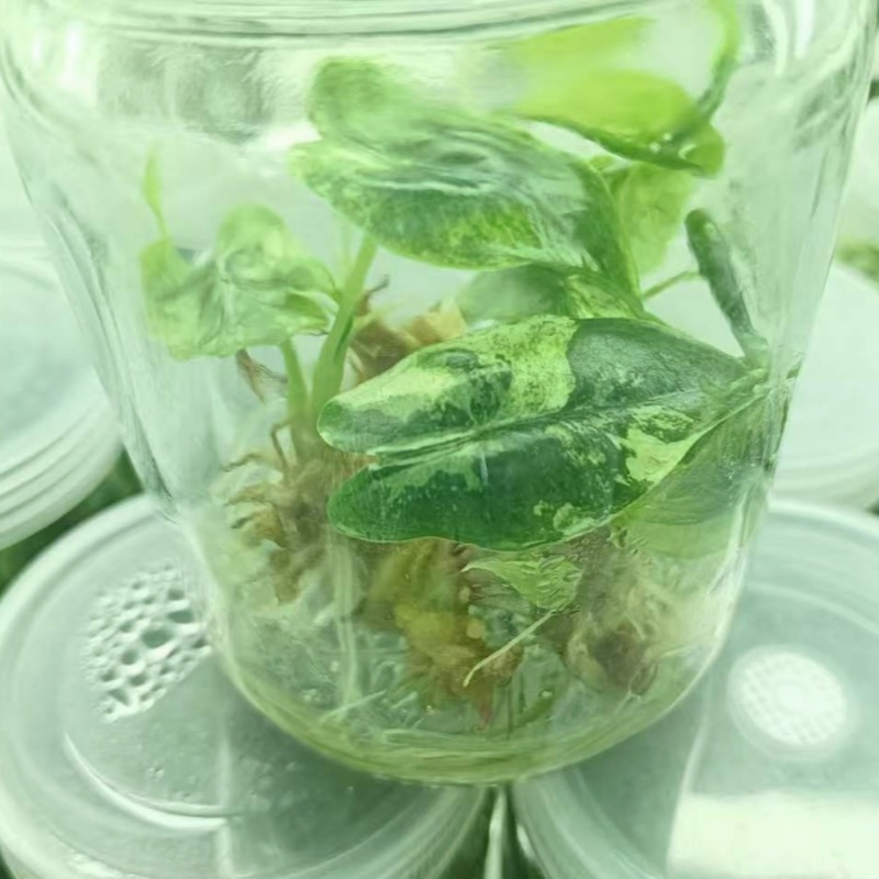 PlantHero