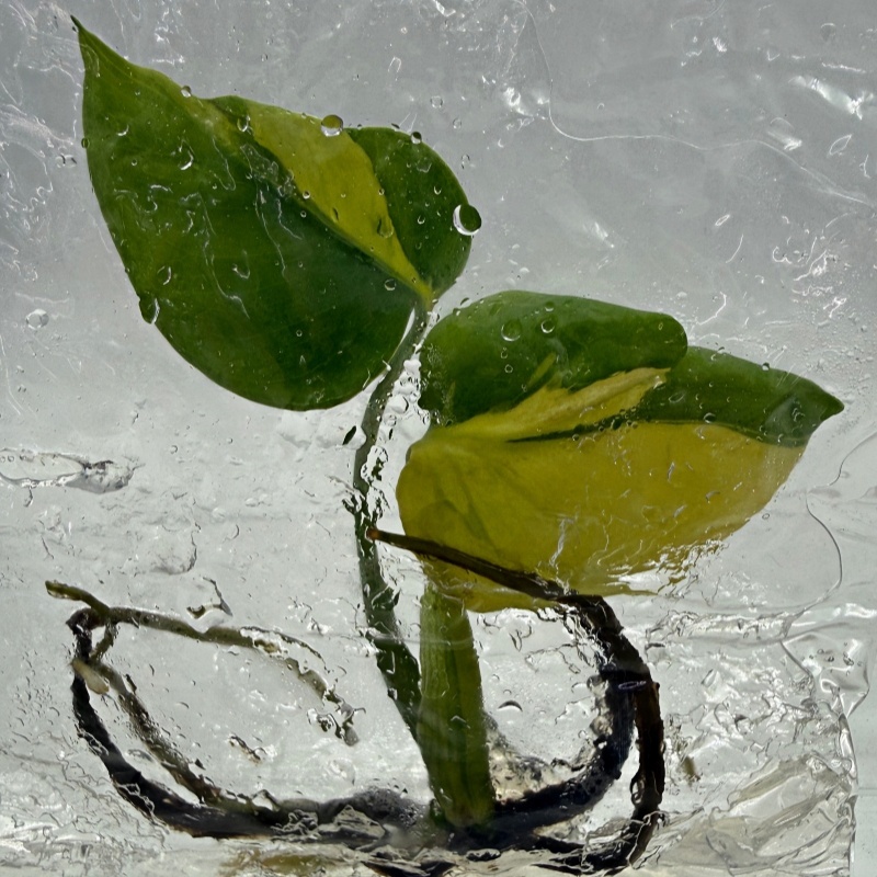 PlantHero