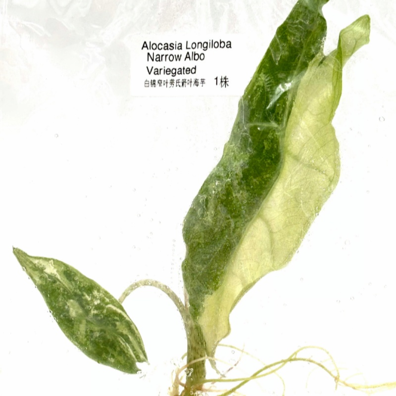 Alocasia Longiloba Narrow Albo Variegated