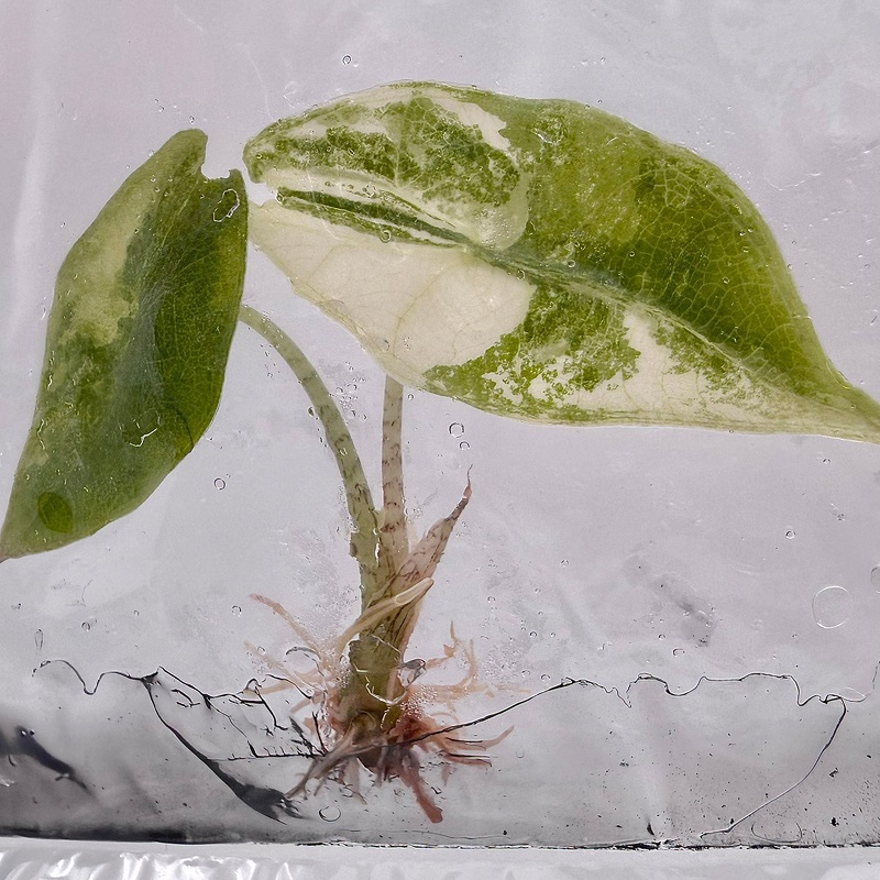 PlantHero