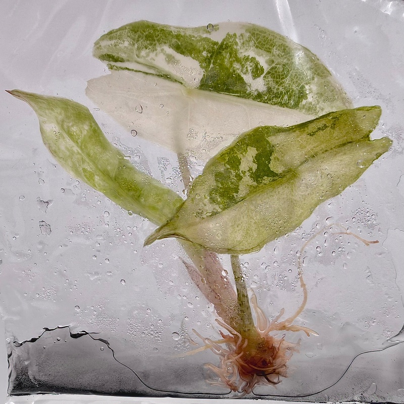 PlantHero