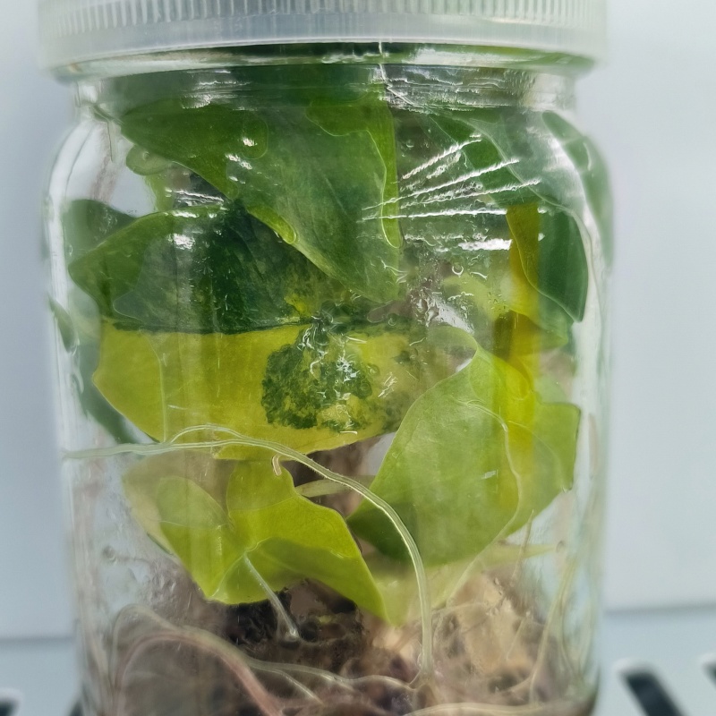 PlantHero