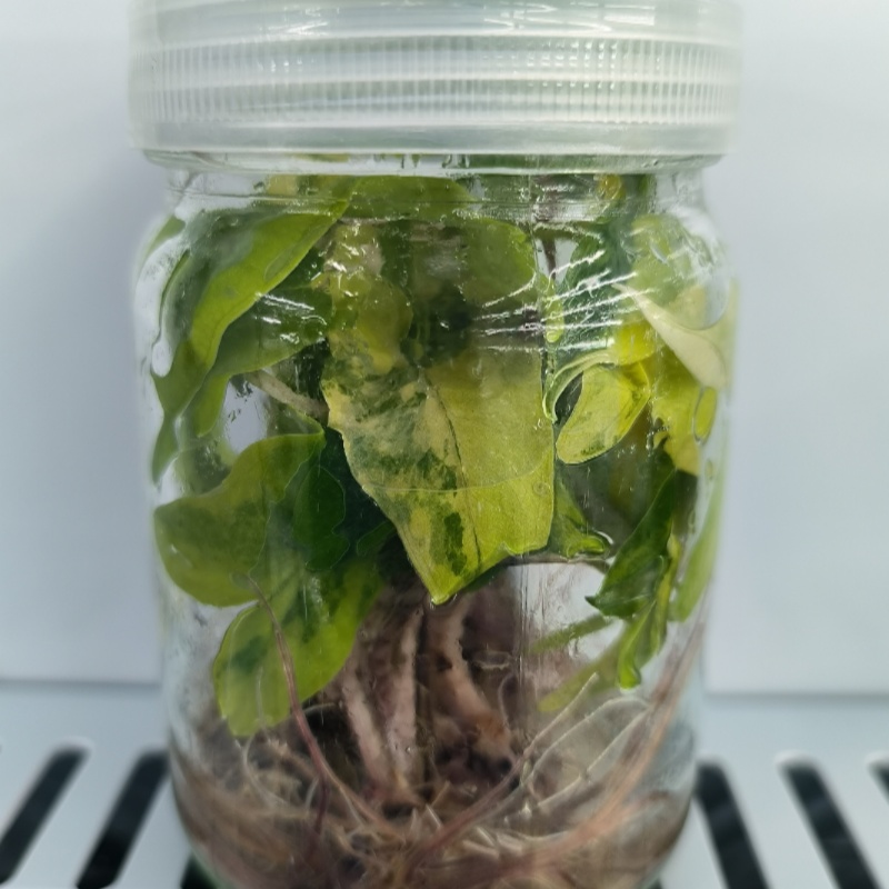 PlantHero