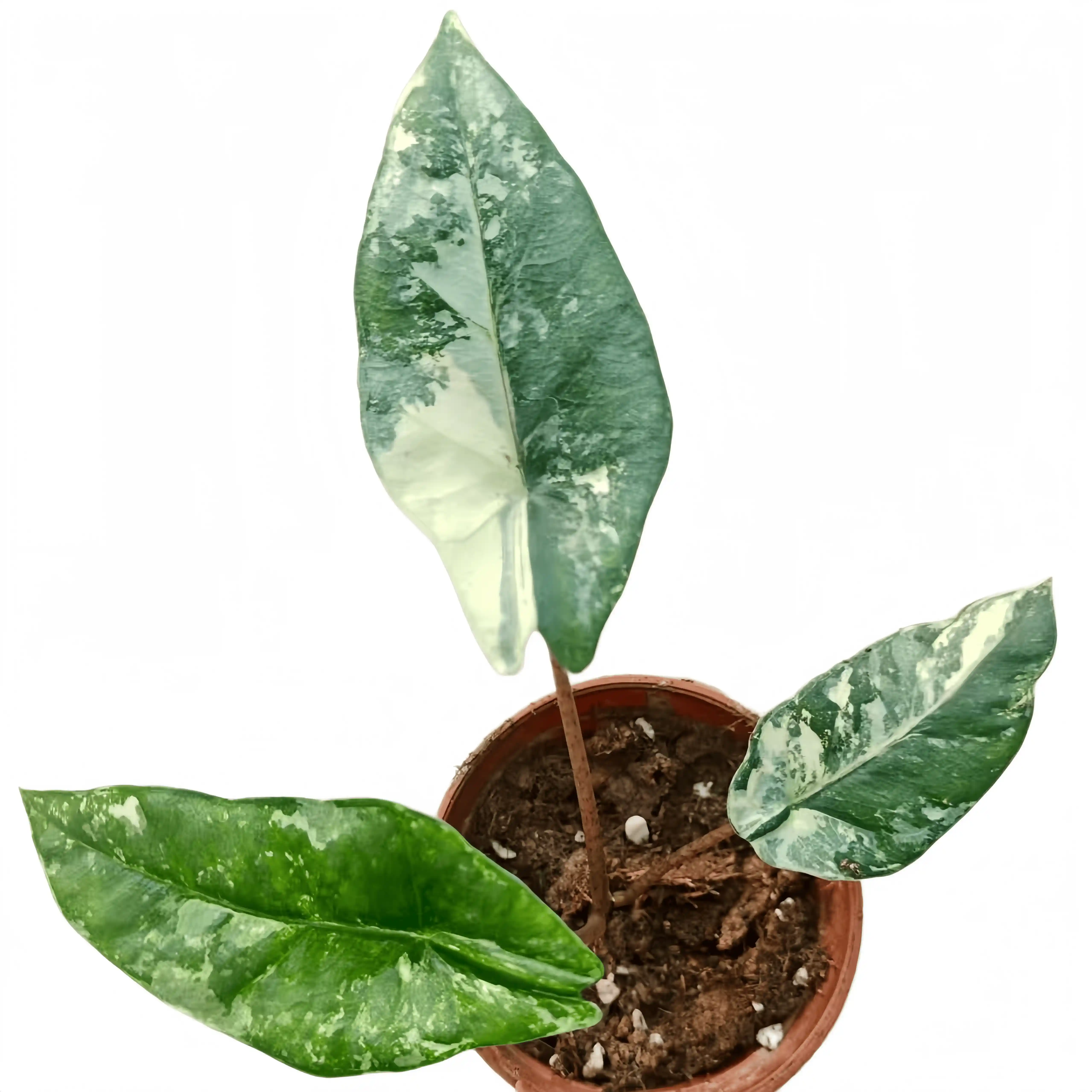 Alocasia Heterophylla Metallic Blue Albo Variegated