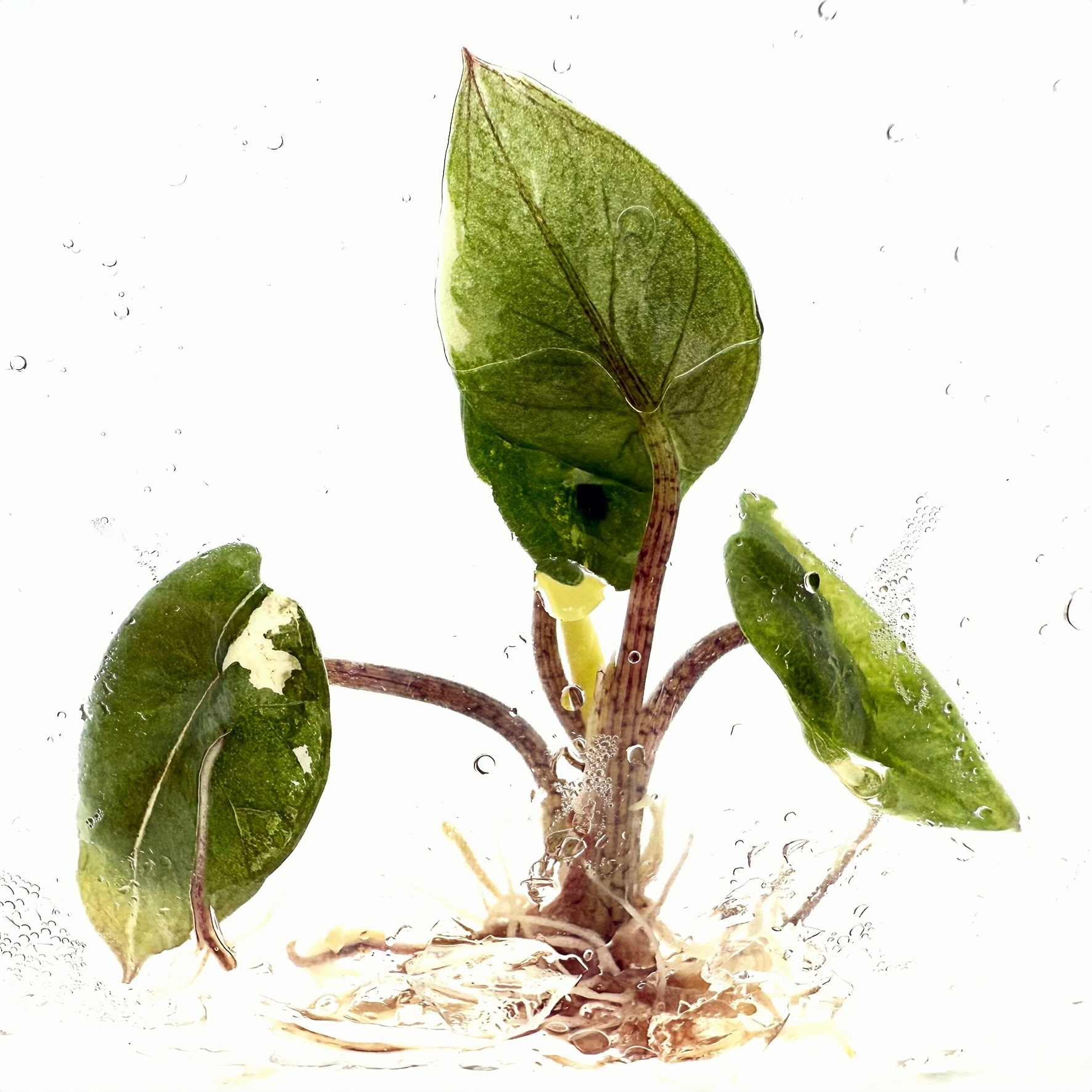 PlantHero
