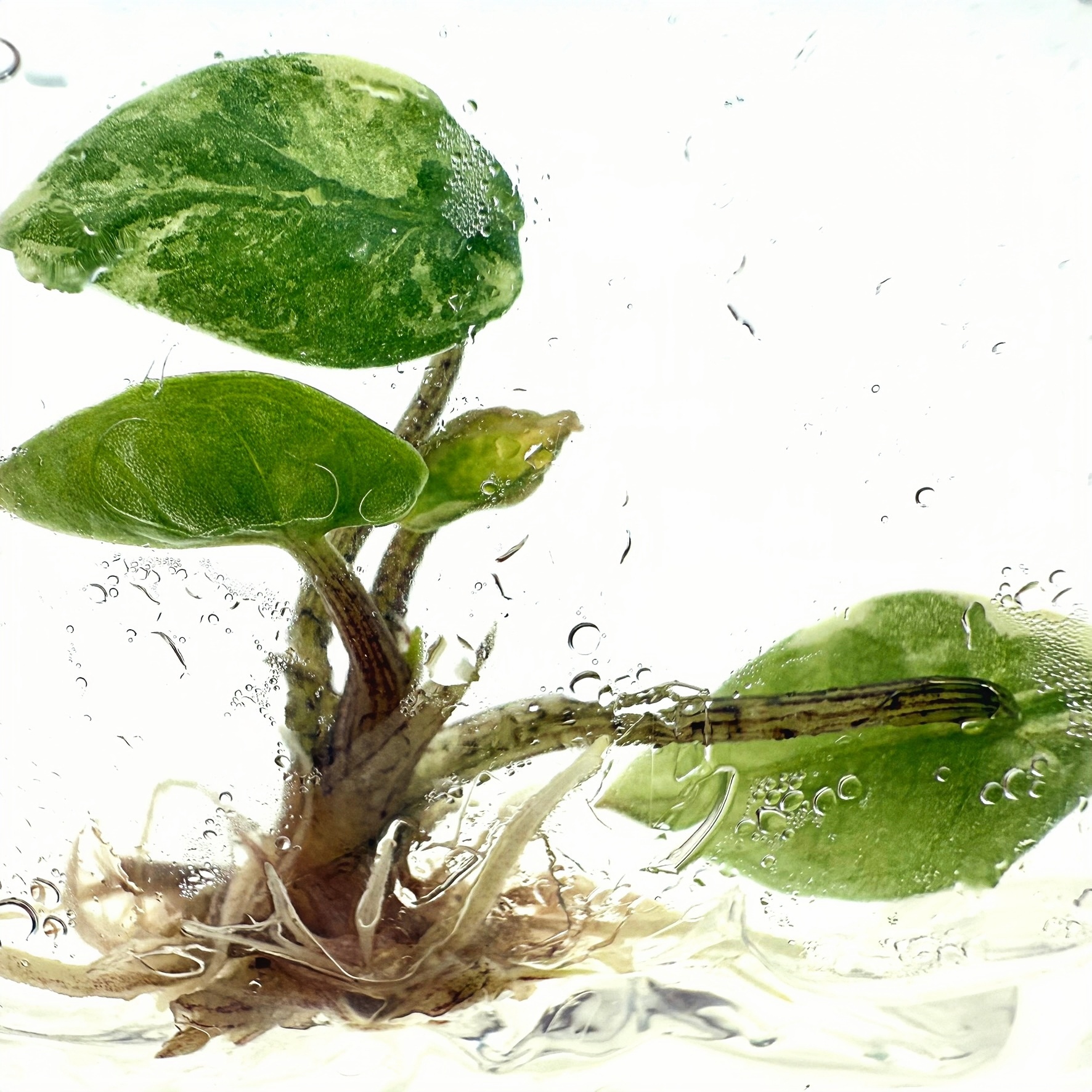 PlantHero
