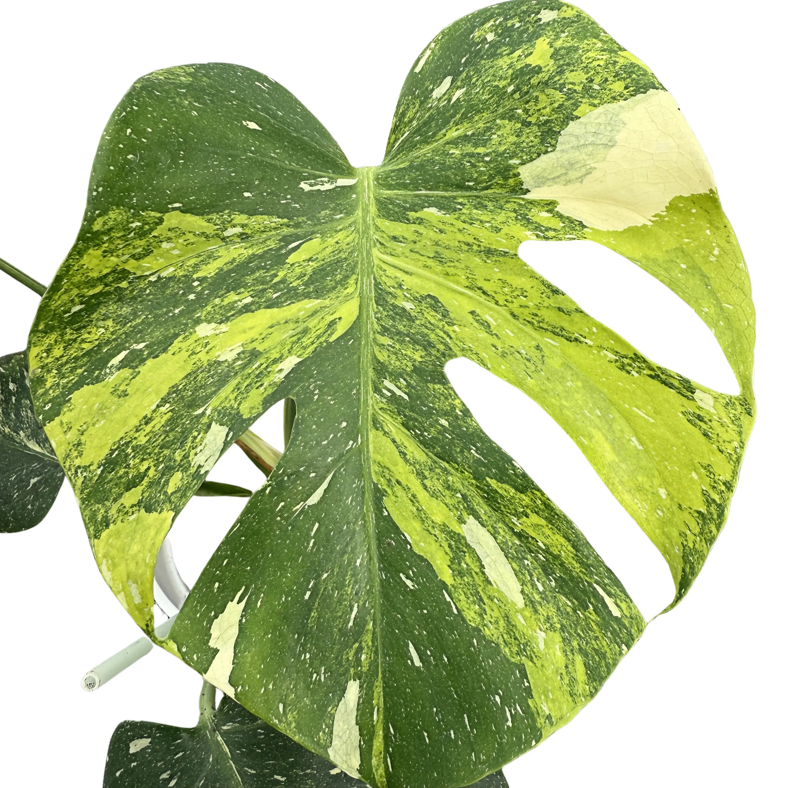 Monstera Thai Constellation Miracle Tricolor