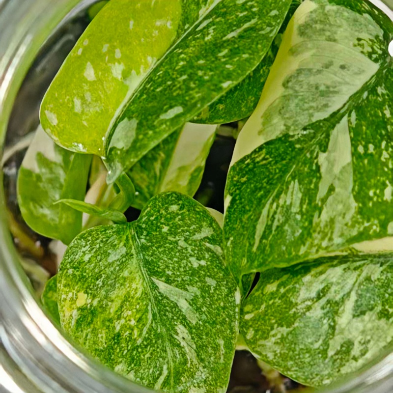 PlantHero
