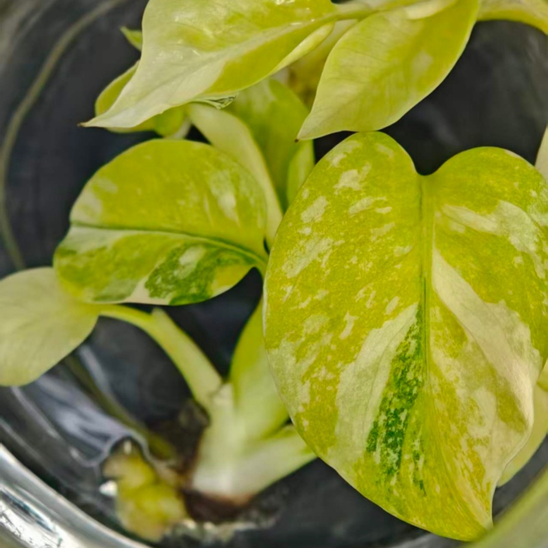 PlantHero
