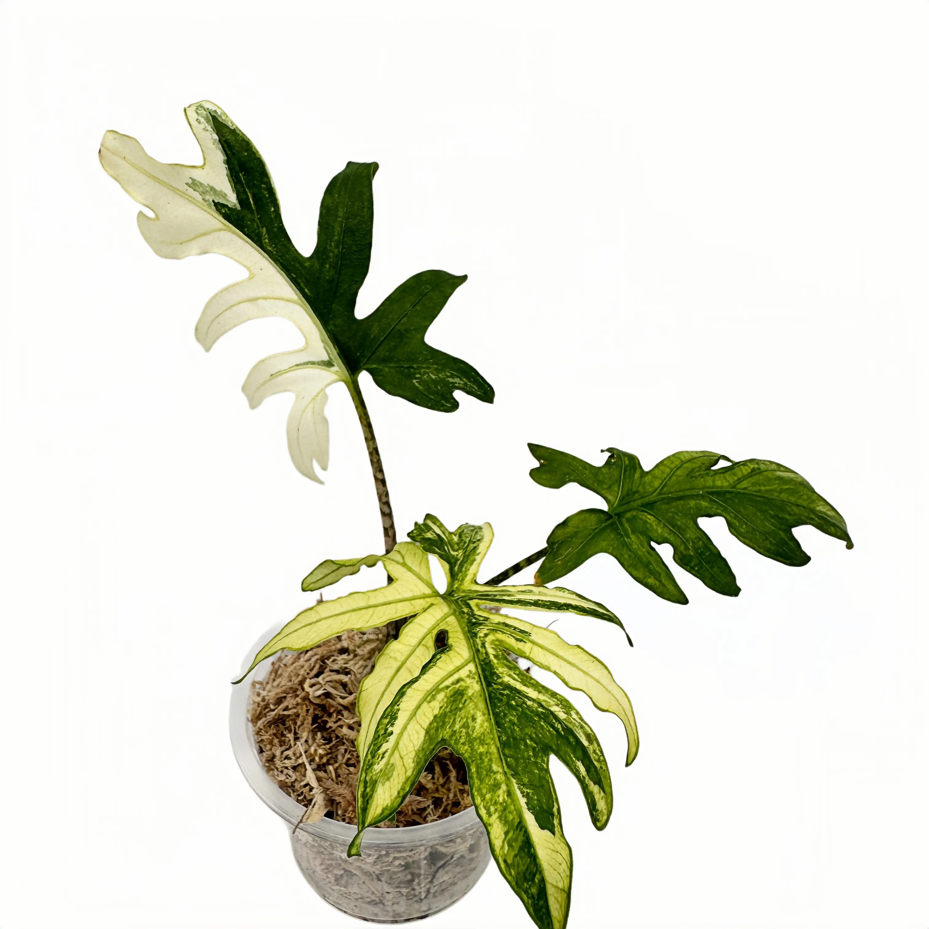 Alocasia Brancifolia Albo Variegated