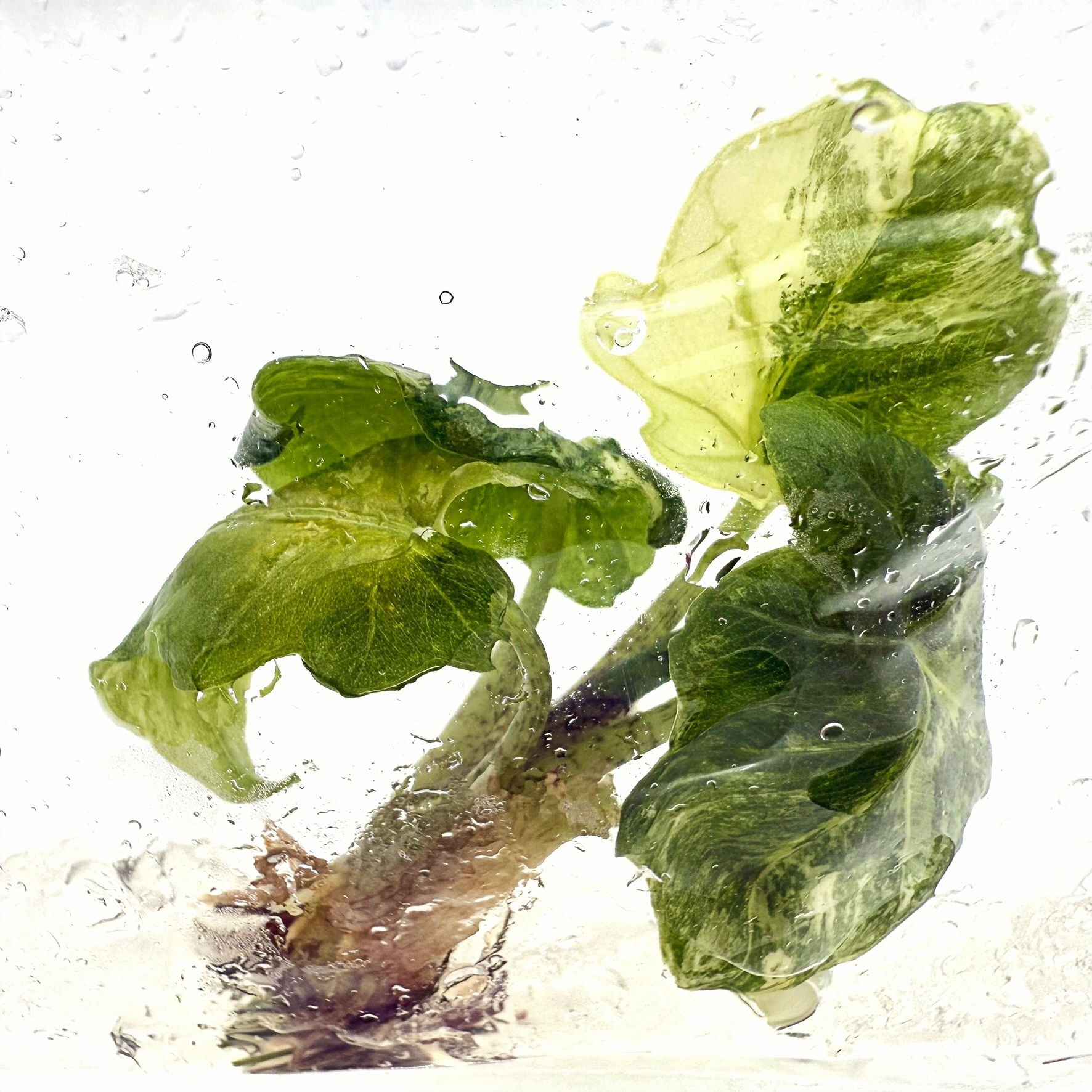 PlantHero