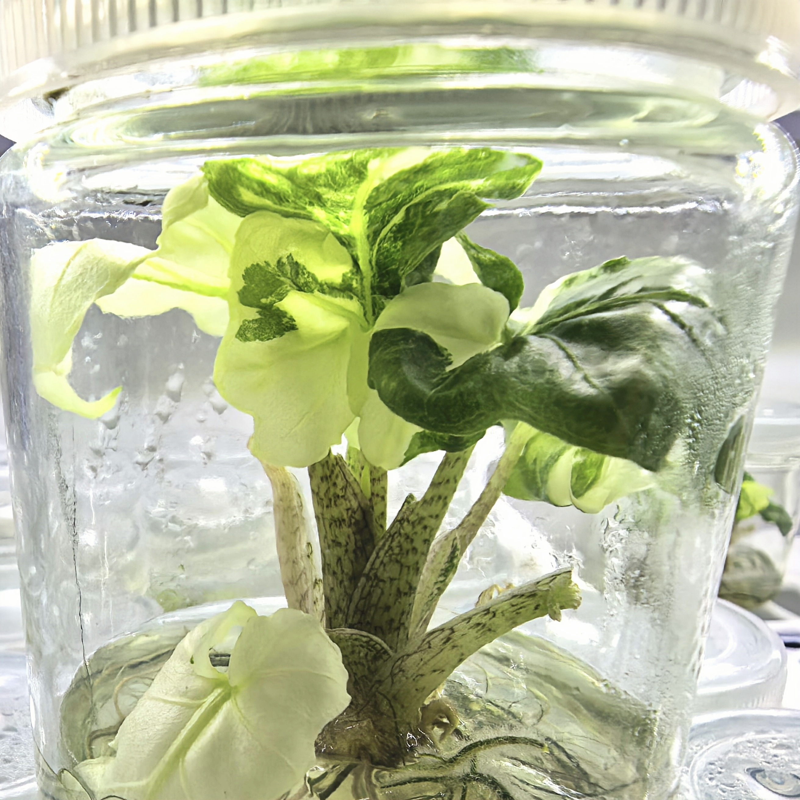 PlantHero