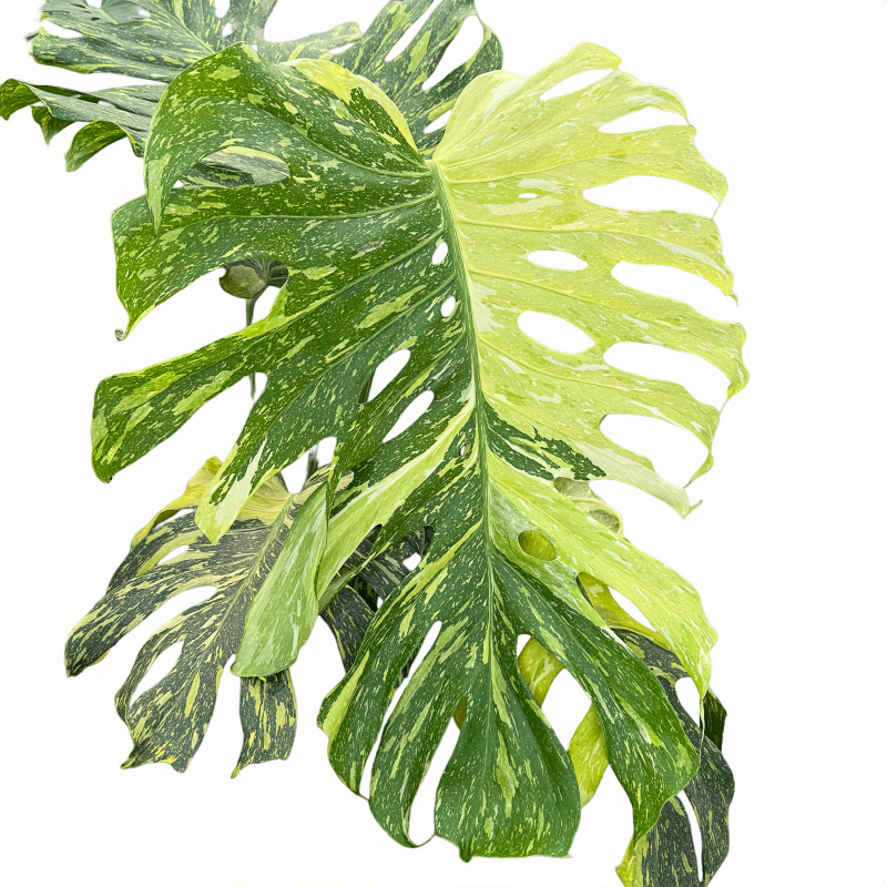 Monstera Electro Light Tri-color