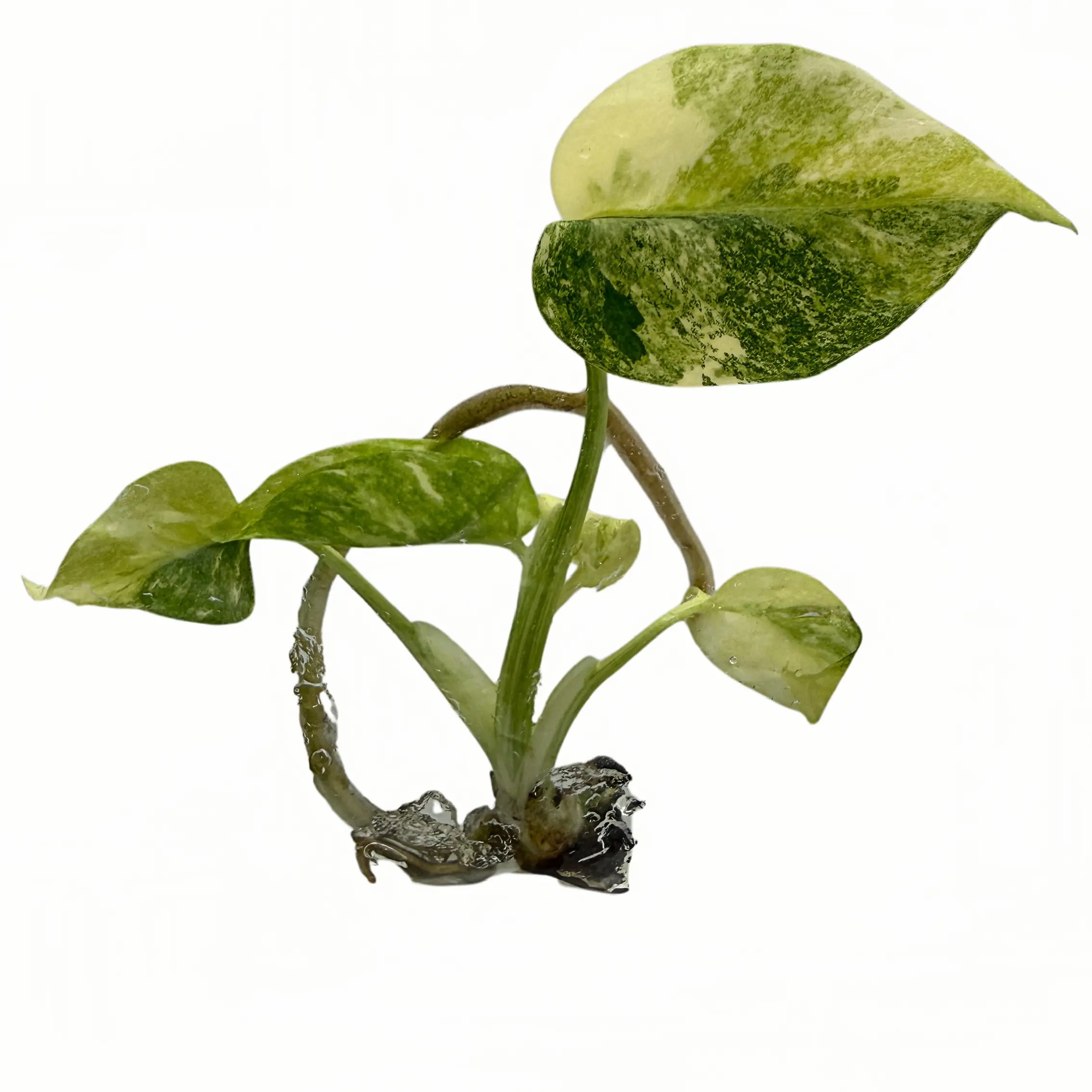 PlantHero