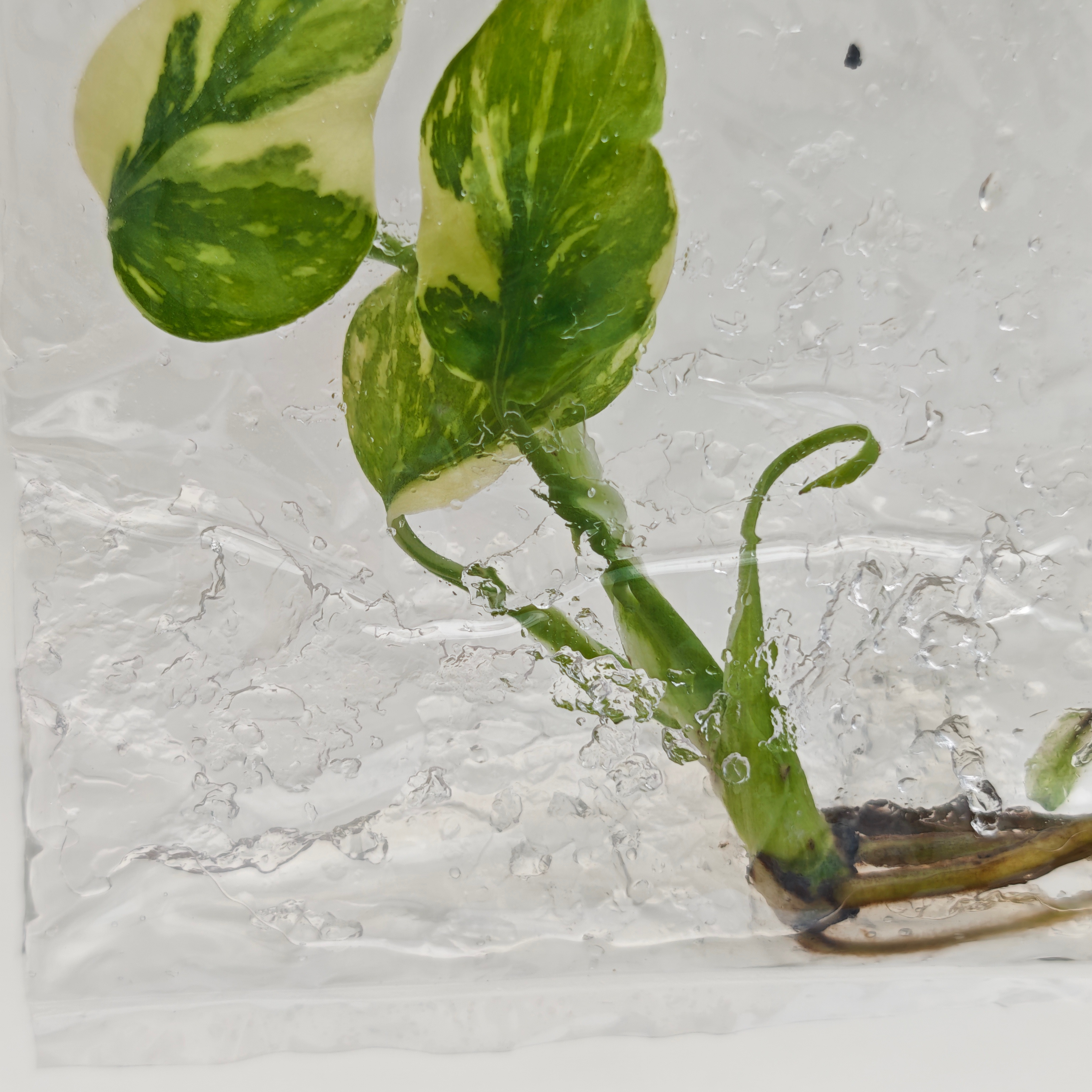 PlantHero