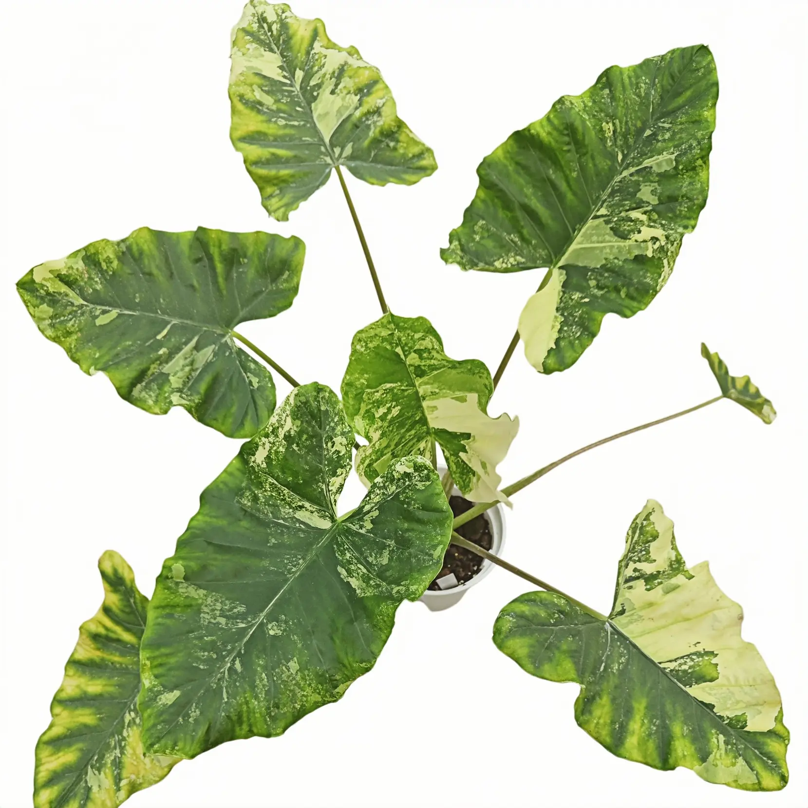 Alocasia Calidora Albo Variegated