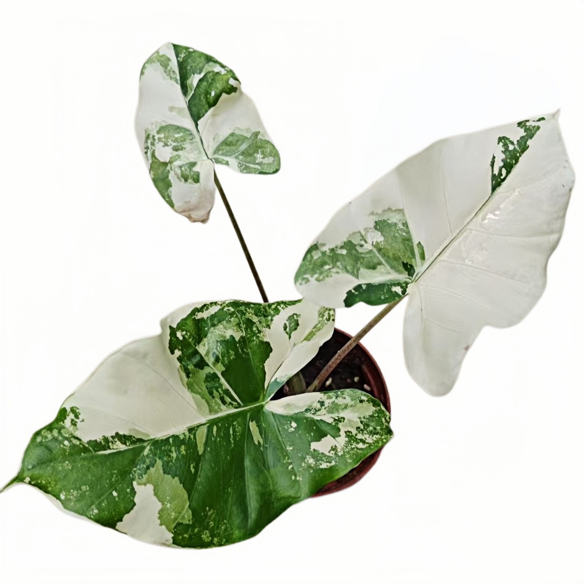 PlantHero