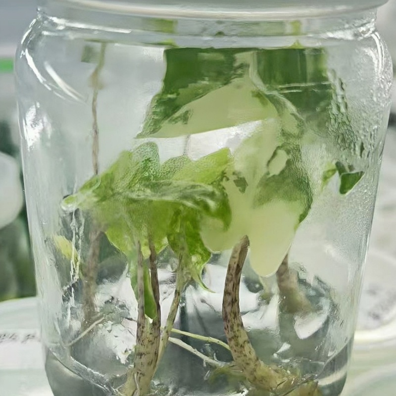PlantHero