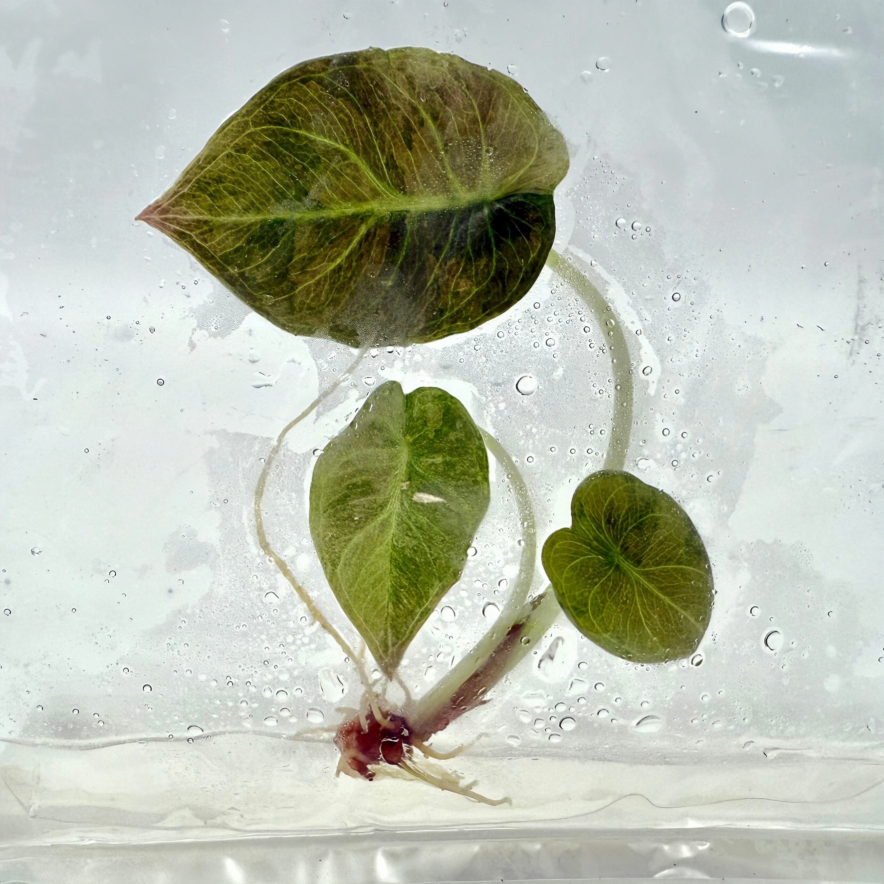 PlantHero