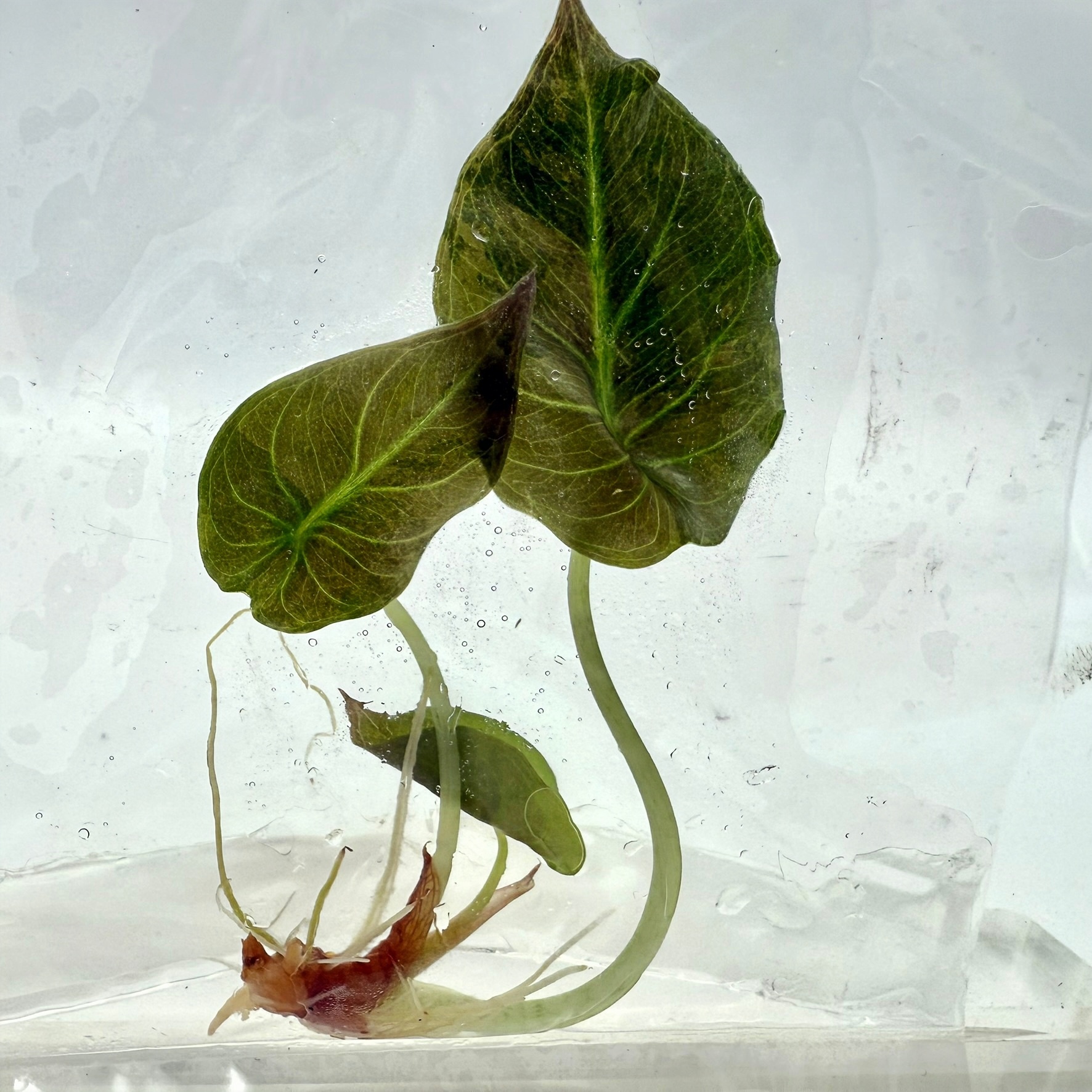 PlantHero