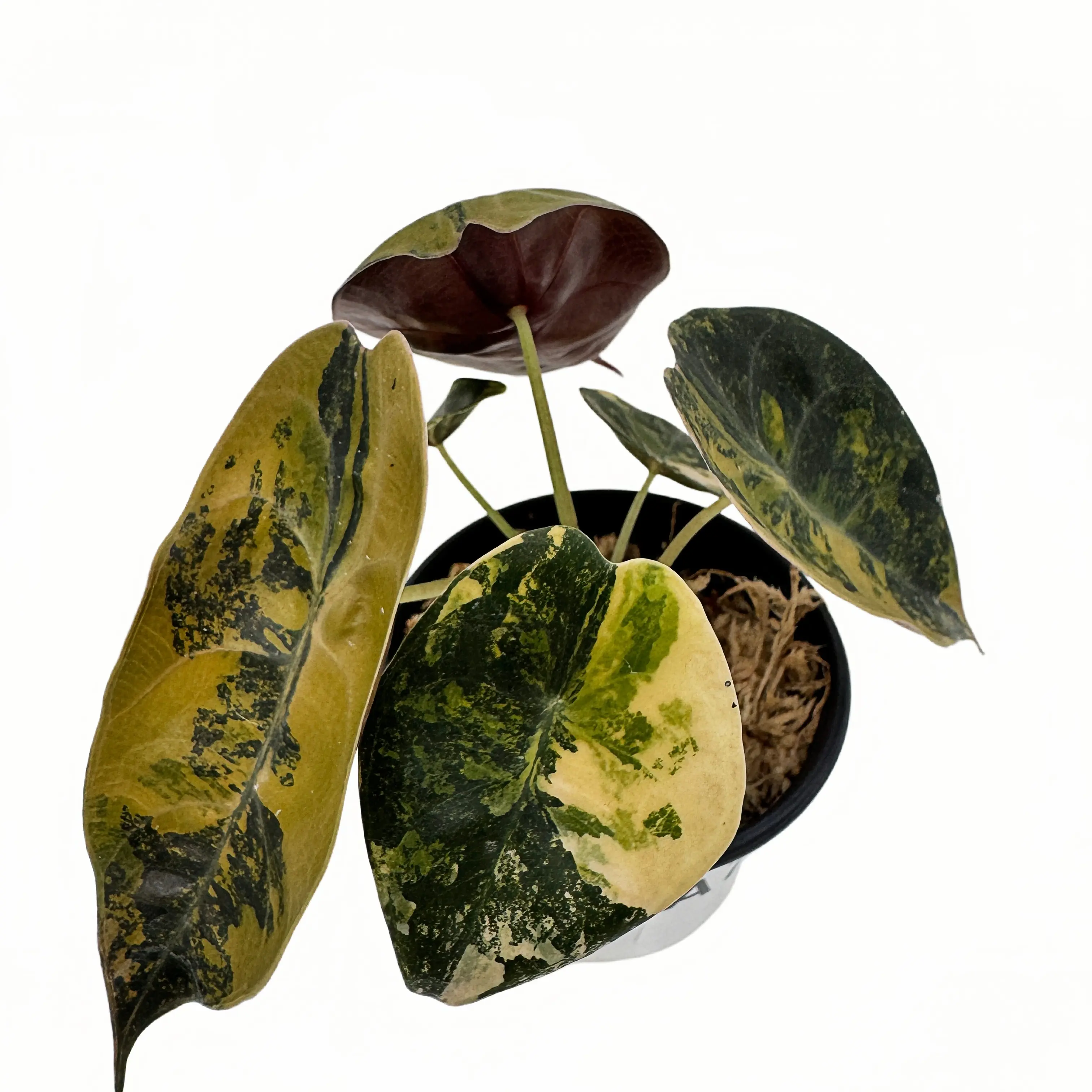 Alocasia Cuprea Aurea Variegated Latte