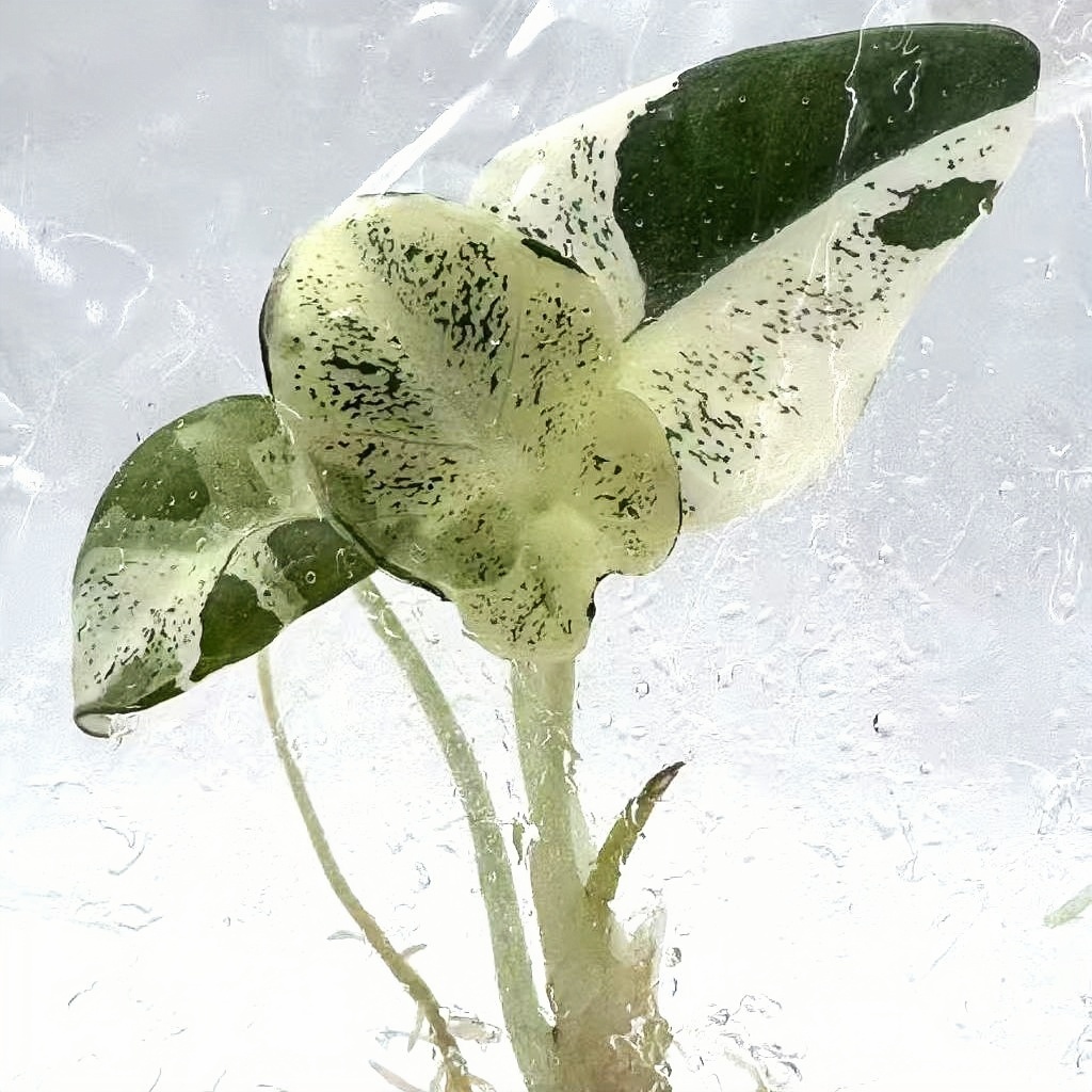 Alocasia Black Velvet Snowflake Pink Variegated