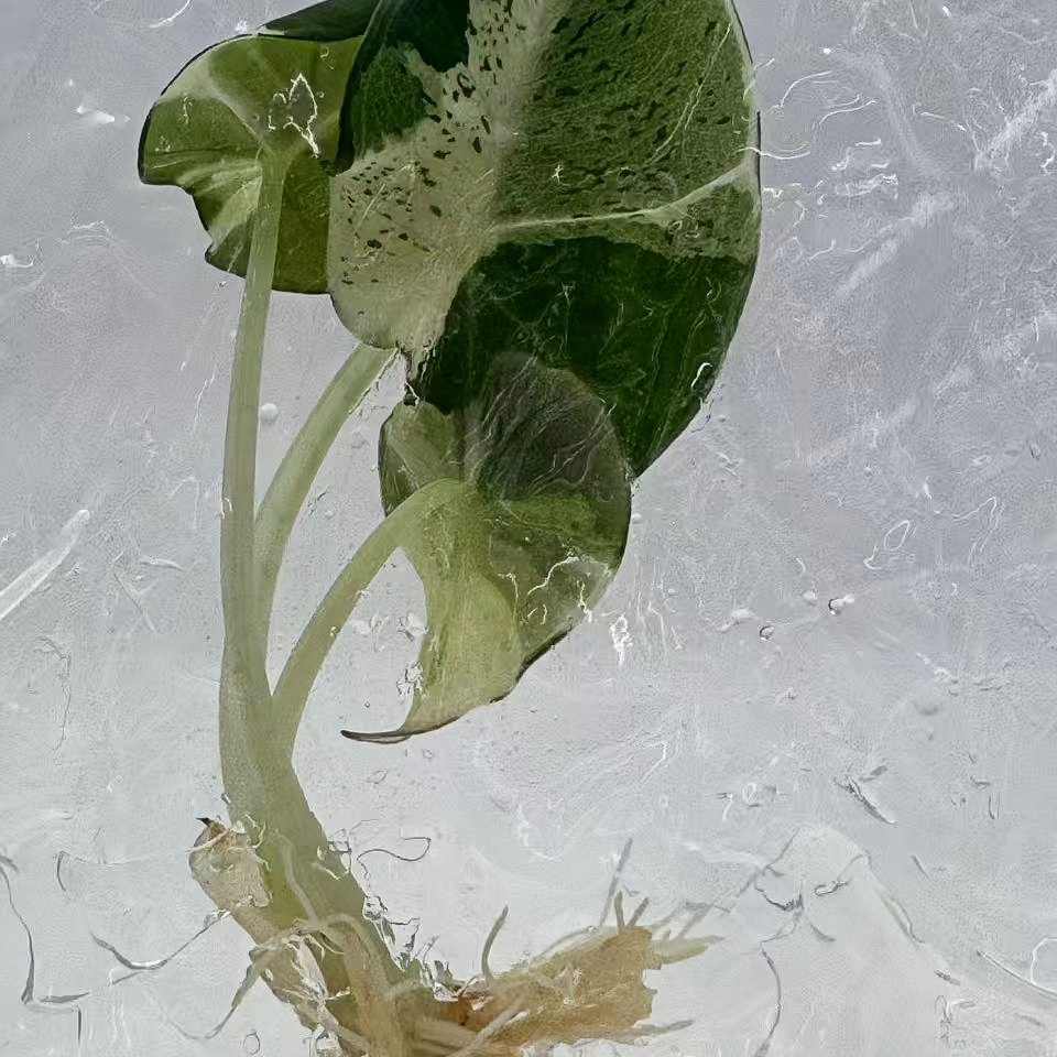 PlantHero