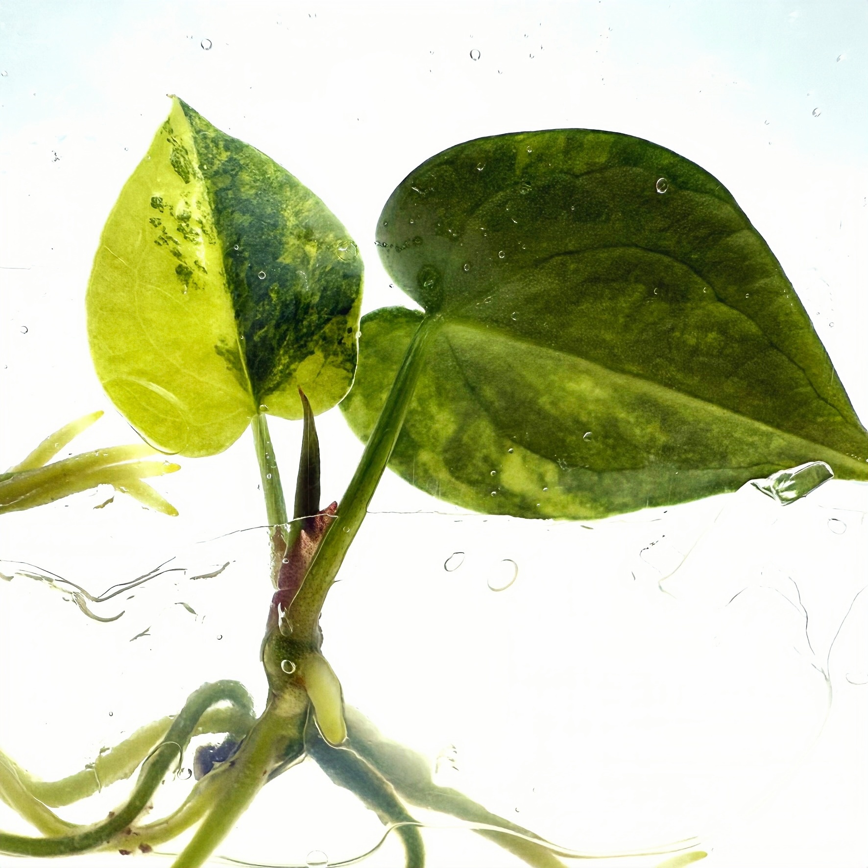 Anthurium Forgetii Variegated