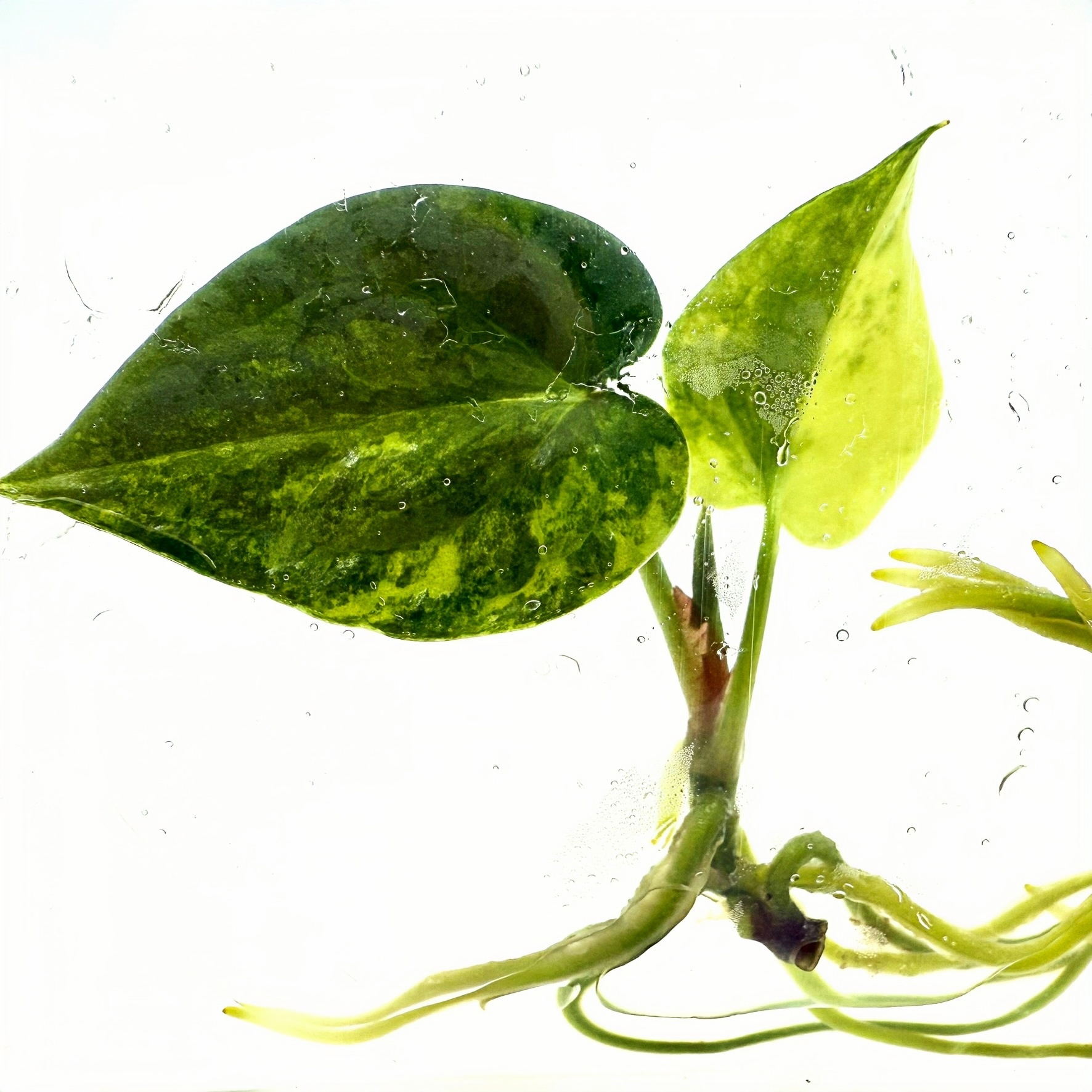 PlantHero