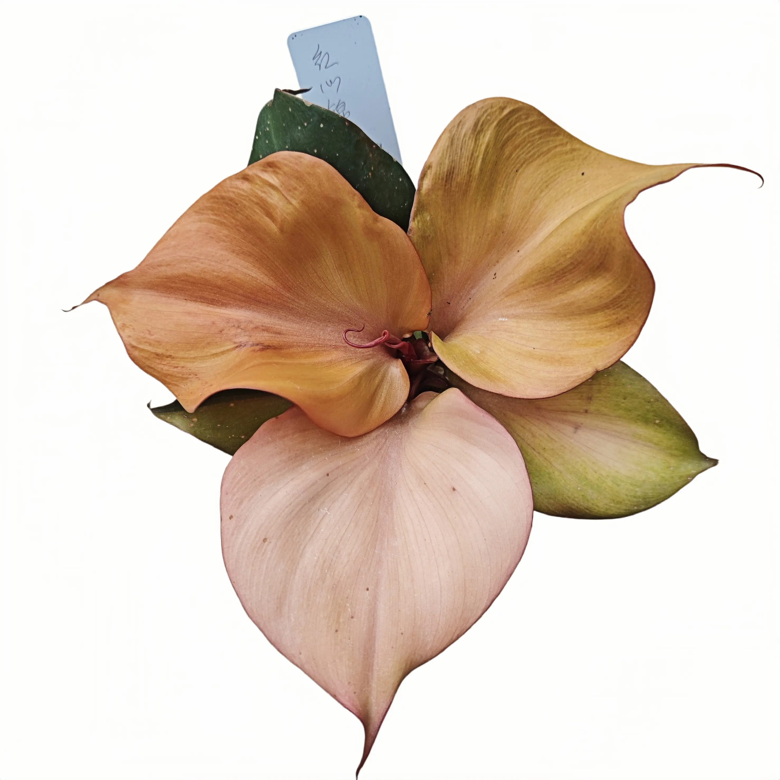 Philodendron Red Heart Variegated