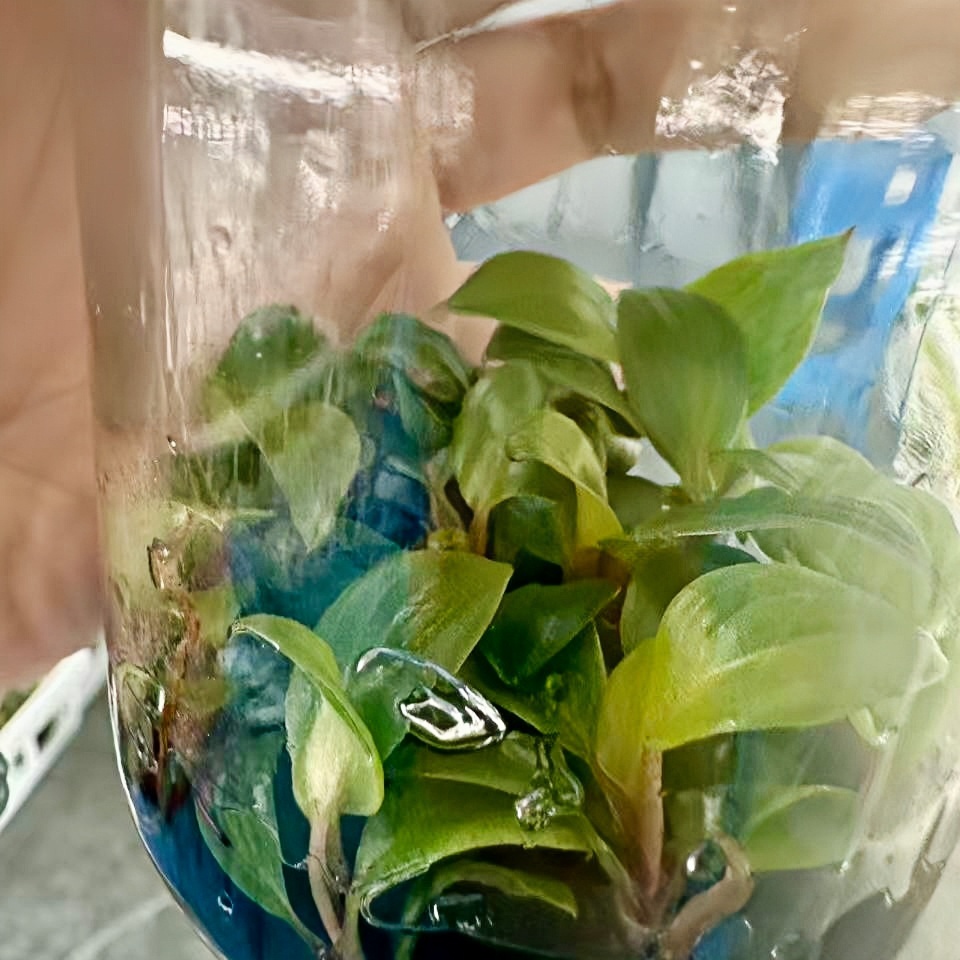 PlantHero