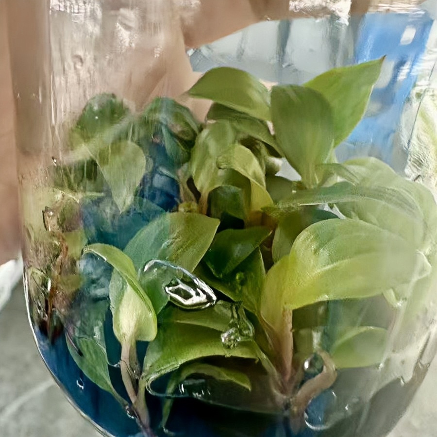 PlantHero