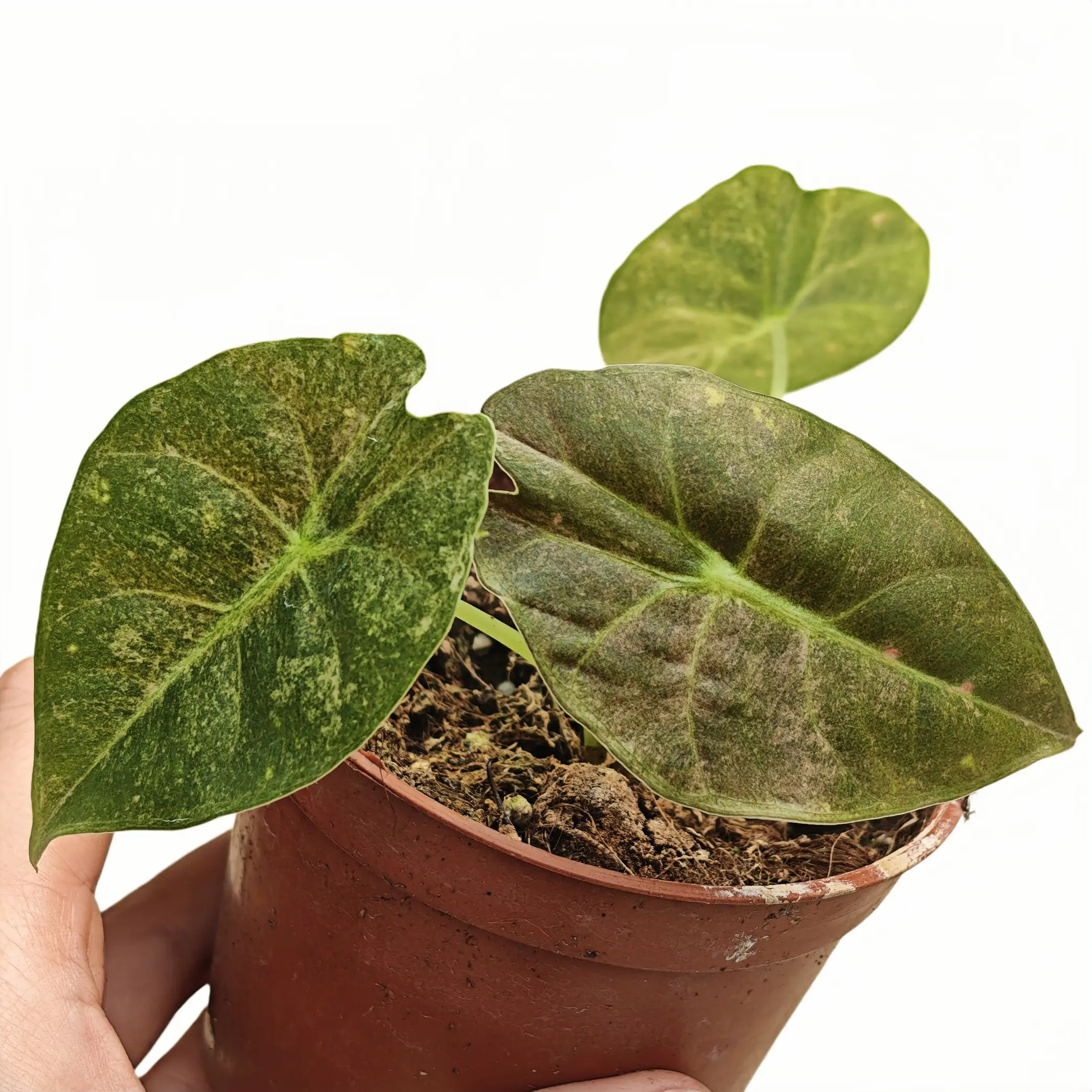 Alocasia Golden Bone Mint Variegated