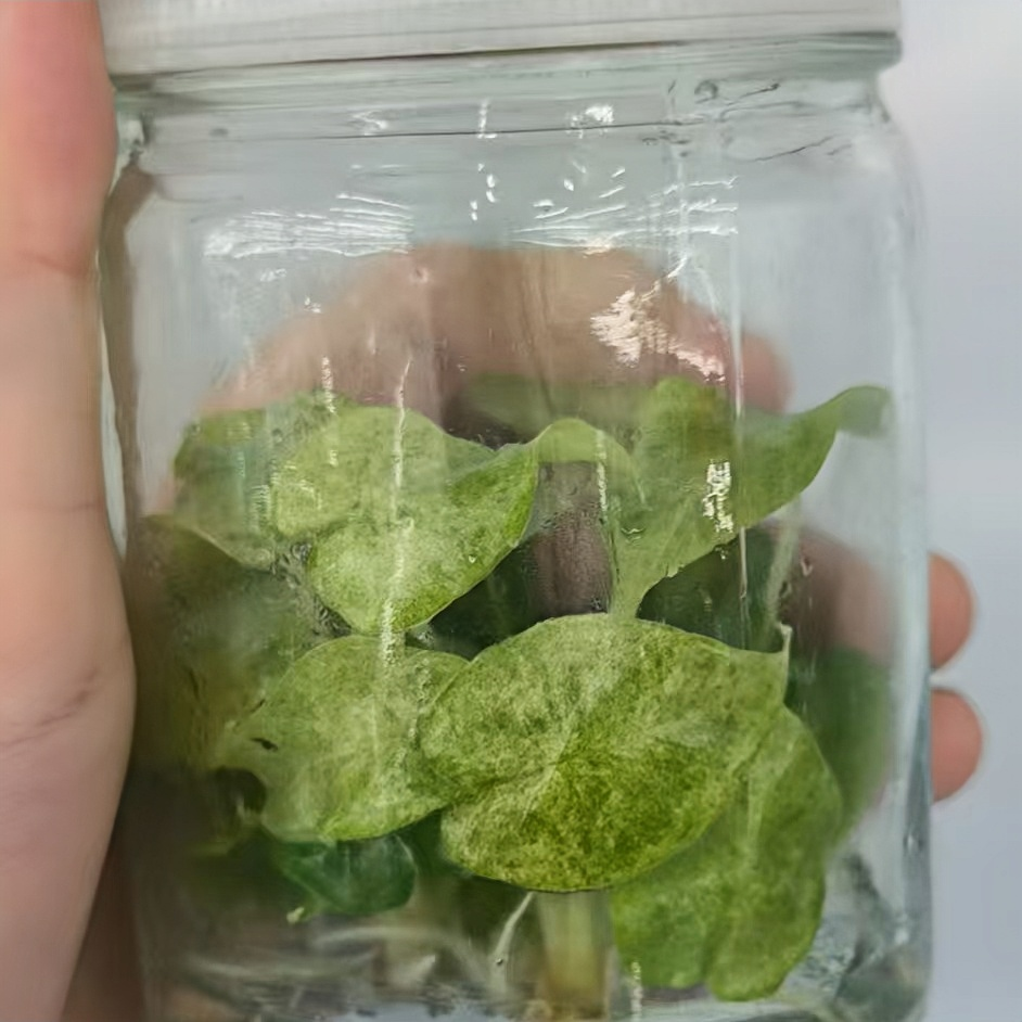 PlantHero