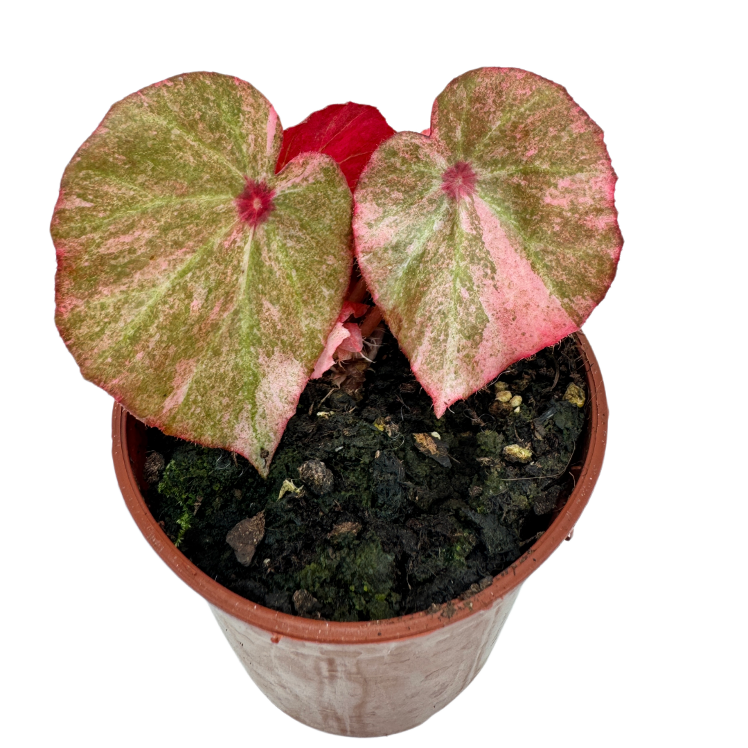 Begonia