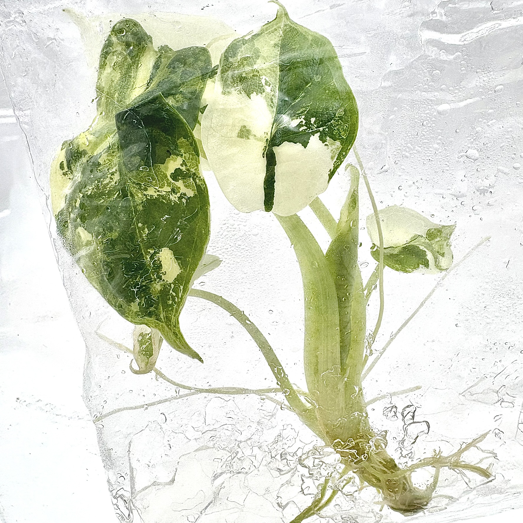 Alocasia Dragon Scale Albo Variegated