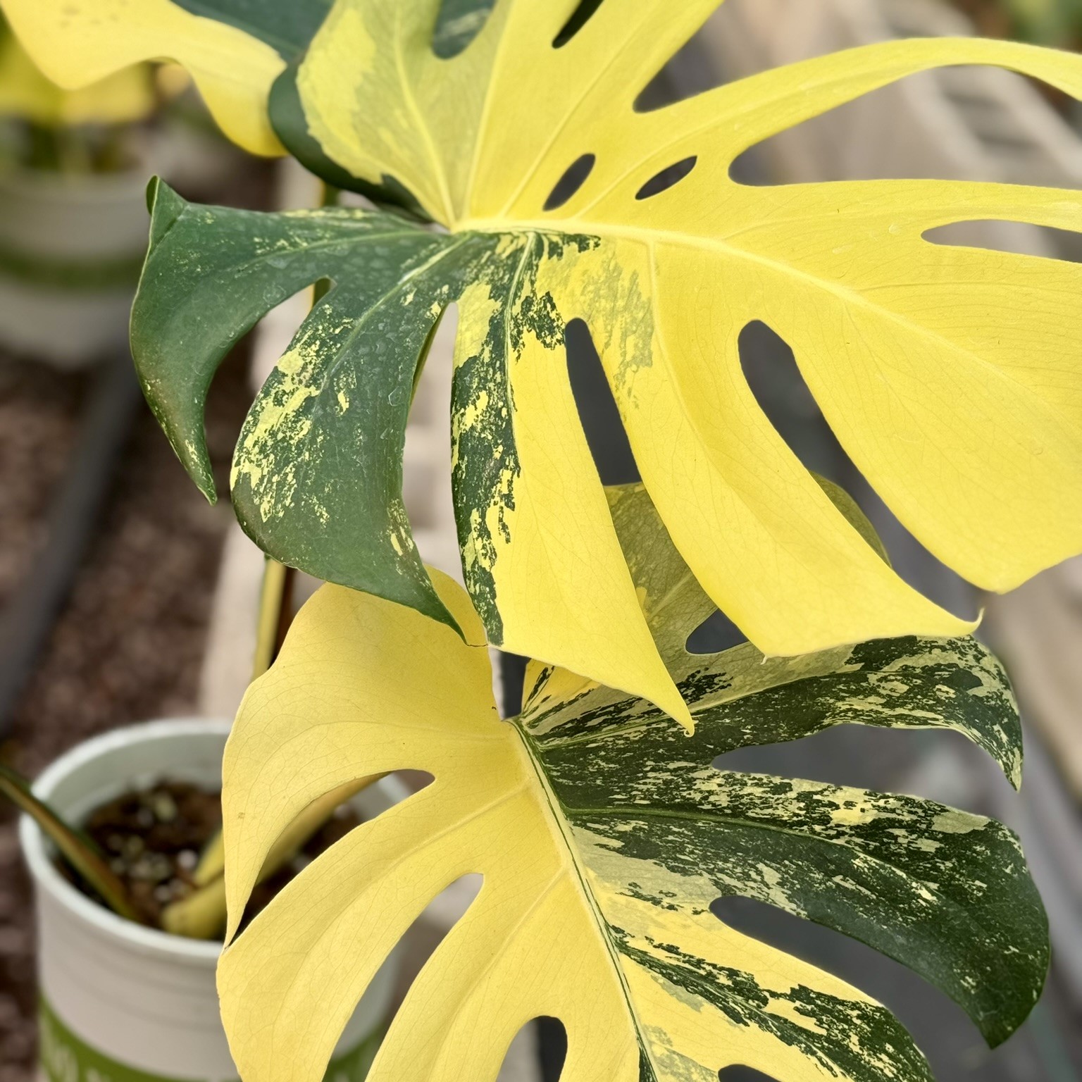 PlantHero