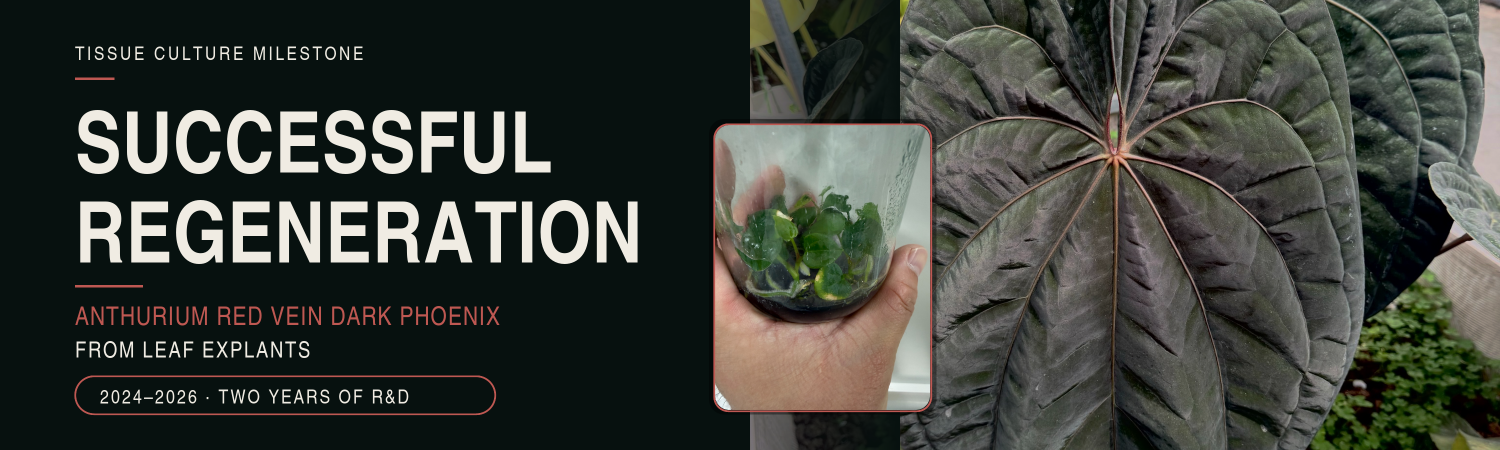 Successful Regeneration of the Anthurium Red Vein Dark Phoenix from Leaf Explants! Successful Regeneration of the Anthurium Red Vein Dark Phoenix from Leaf Explants!