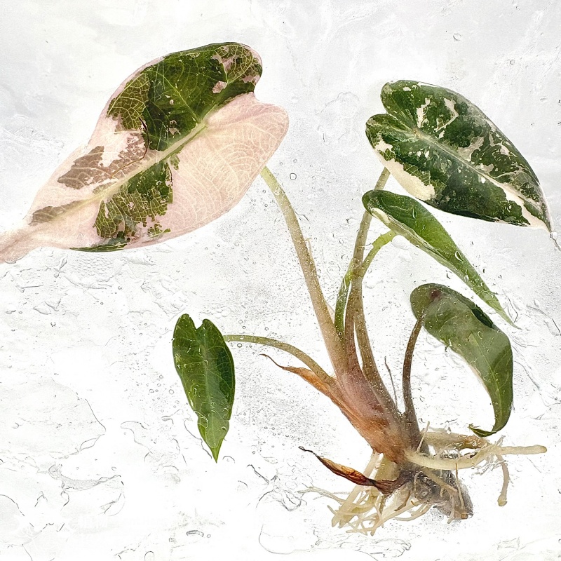PlantHero