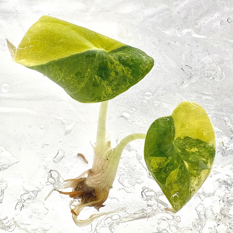 PlantHero