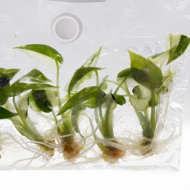 PlantHero