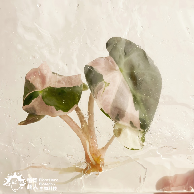 PlantHero