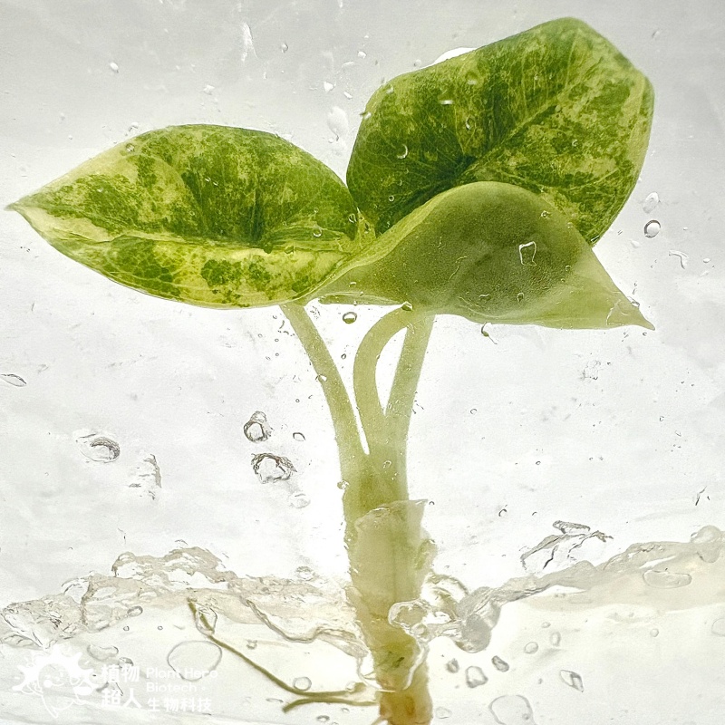 PlantHero