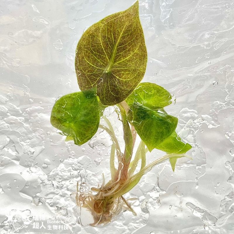 PlantHero
